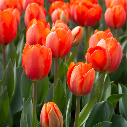 Tulip Flower Seeds Planting Red Orange