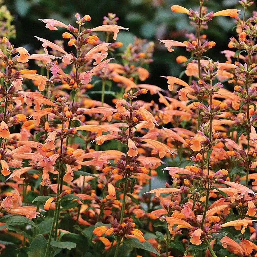 Orange Agastache Flower seeds for Planting - Long Bloom Season, Heirloom & GMO Free Seeds for Home Garden