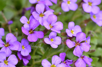 Aubrieta Flower seeds for Planting Vibrant Colors Heirloom & GMO Free Seeds for Home Garden