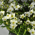 Avalanche Flower seeds for Planting Seasonal Bloomer, Heirloom & GMO Free Seeds for Home Garden seeds for planting