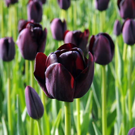 High quality Black Tulip Flower seeds for Planting Cottage Garden Essential, Heirloom & GMO Free Seeds for Home Garden seeds pack