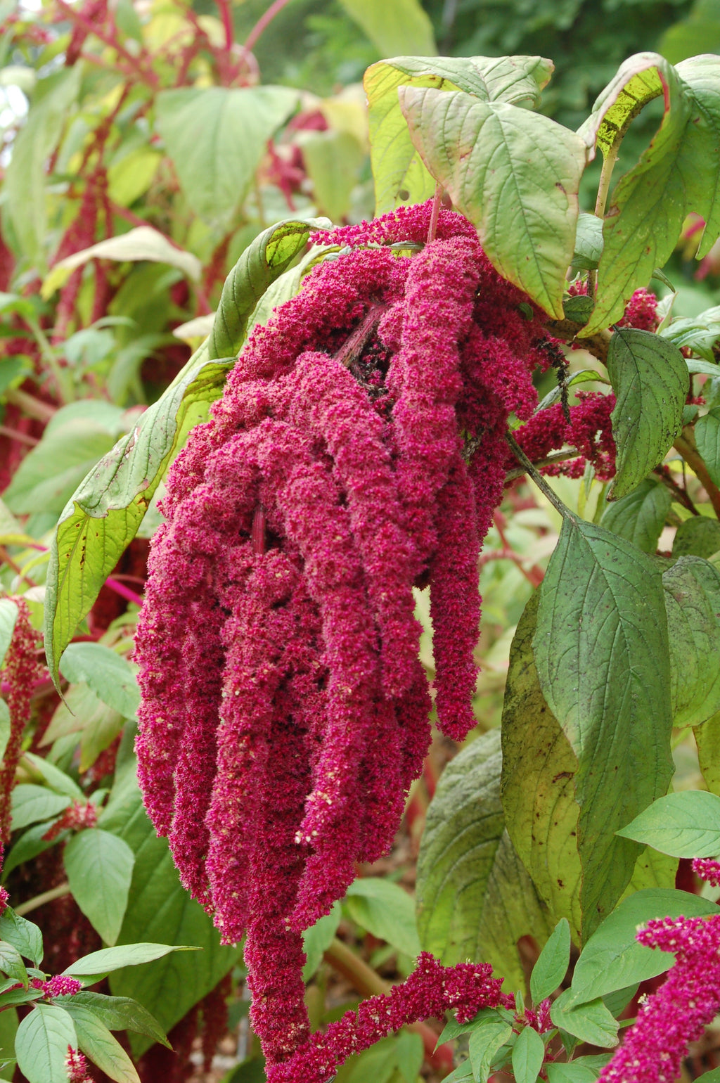 Premium Mixed Caudatus Flower seeds for Planting Long Bloom Season, Heirloom & GMO Free Seeds for Home Garden seeds