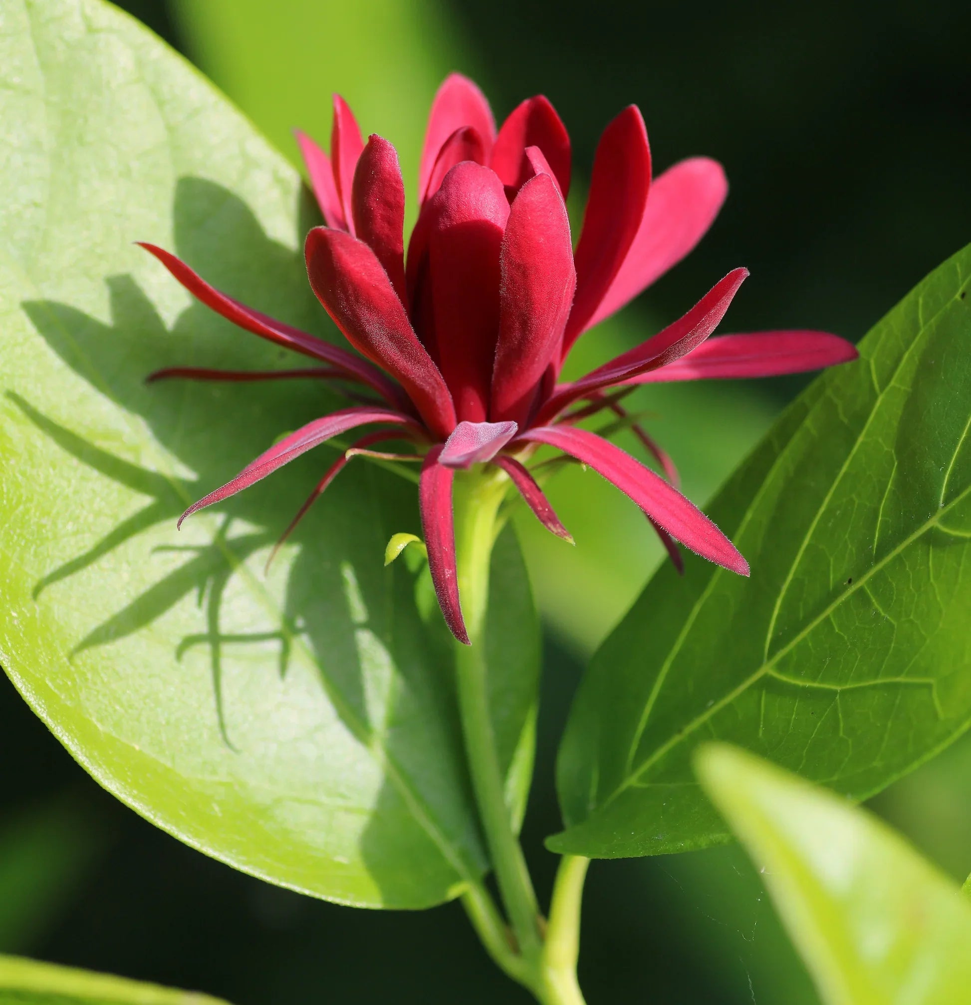 Maroon Carolina Allspice Flower seeds for Planting Garden Favorite, Heirloom & GMO Free Seeds for Home Garden seeds for planting