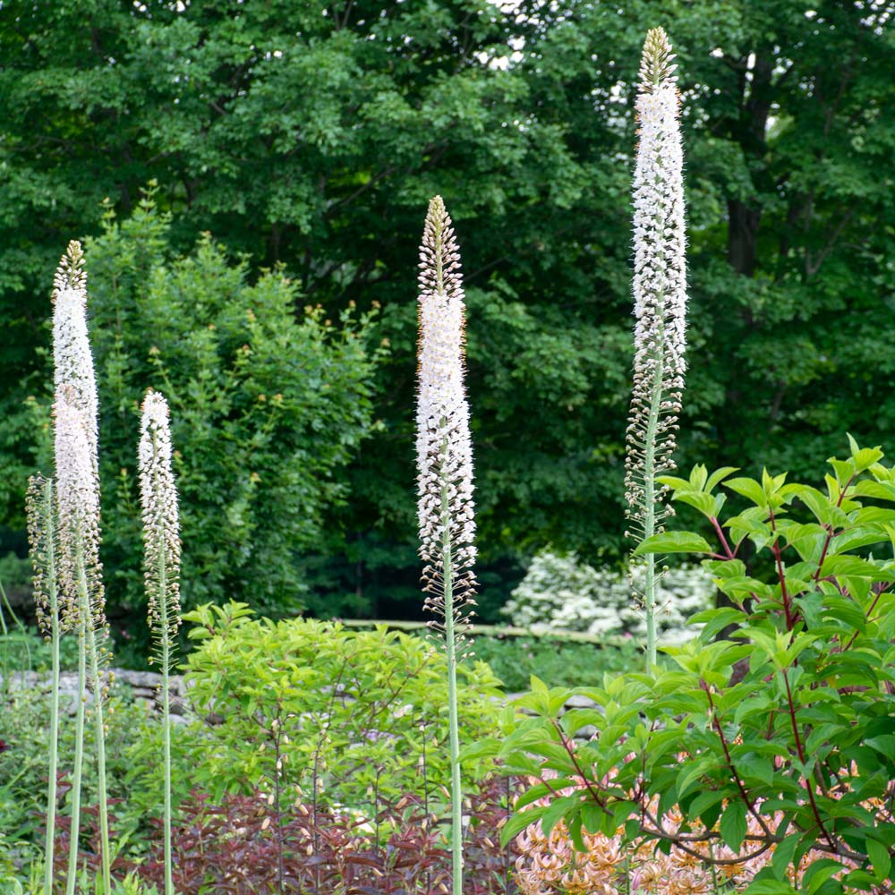 Premium Eremurus Flower seeds for Planting Shade Tolerant, Heirloom & GMO Free Seeds for Home Garden seeds