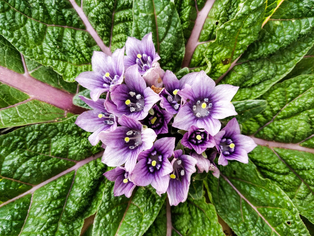 Mandragora Flower seeds for Planting Sun Loving, Heirloom & GMO Free Seeds for Home Garden seeds for planting