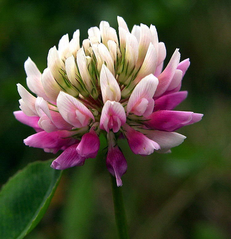 Premium Pink Astragalus Sinicus Flower seeds for Planting Wildflower Mix, Heirloom & GMO Free Seeds for Home Garden seeds