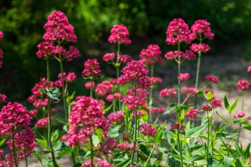 Premium Centranthus Ruber Flower seeds for Planting Bright Blooms, Heirloom & GMO Free Seeds for Home Garden seeds