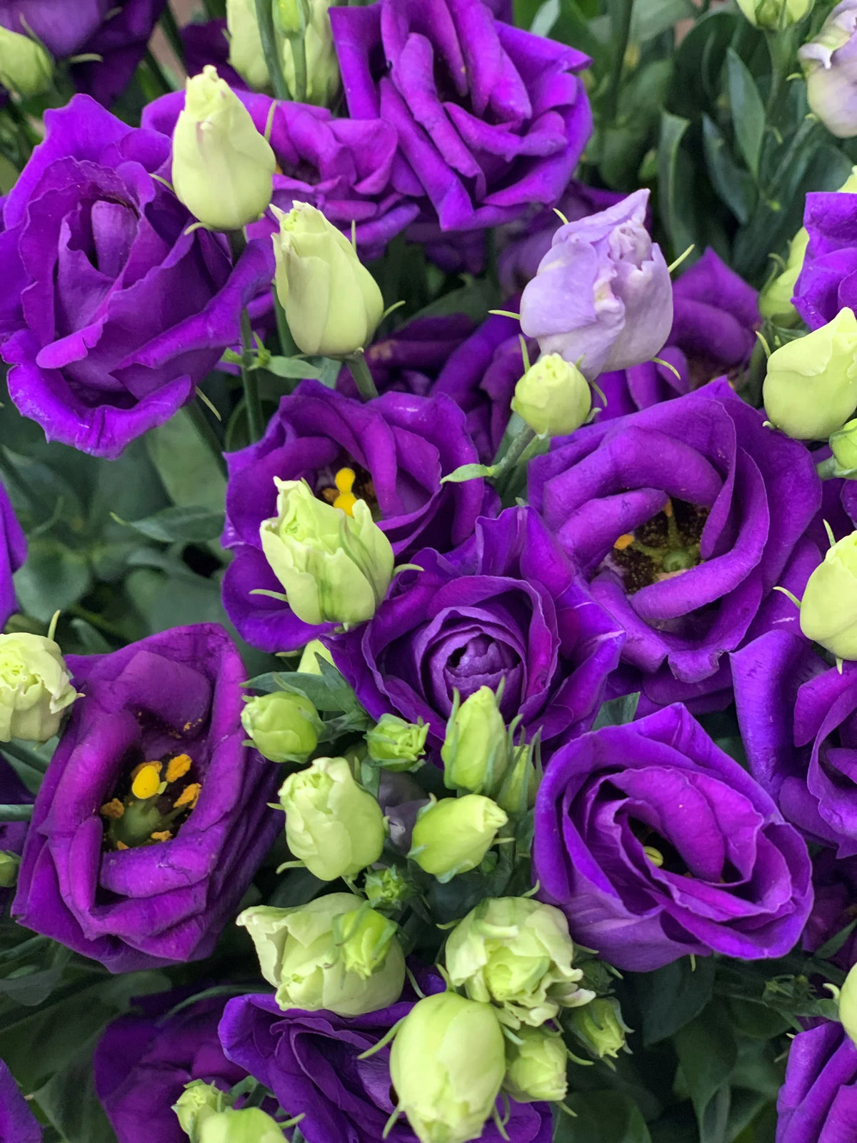 Violet Lisianthus Flower seeds for Planting - Sun Loving, Heirloom & GMO Free Seeds for Home Garden