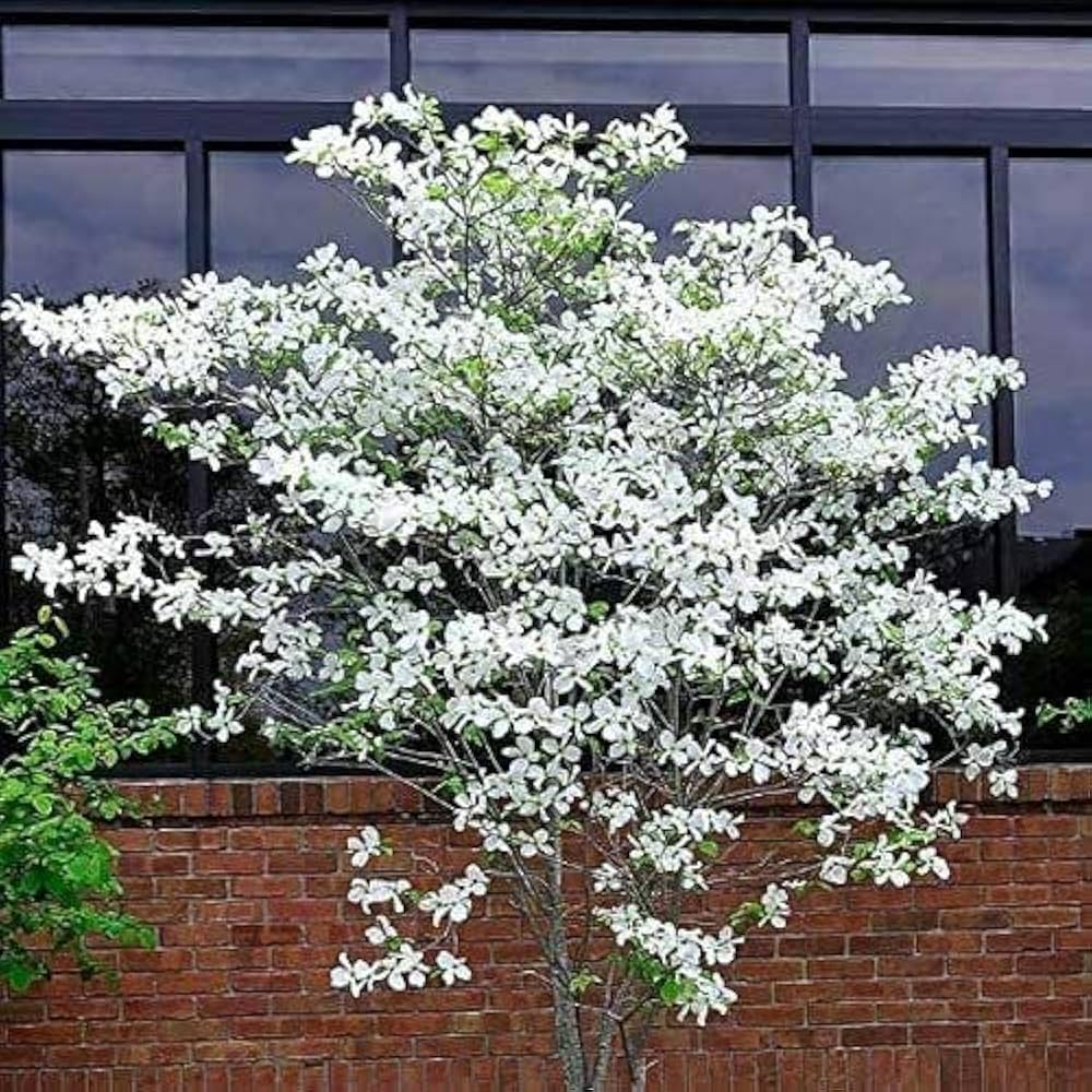 White Ornamental Tree Seeds: Comprehensive Planting Guide For Beautiful Blossoms And Foliage