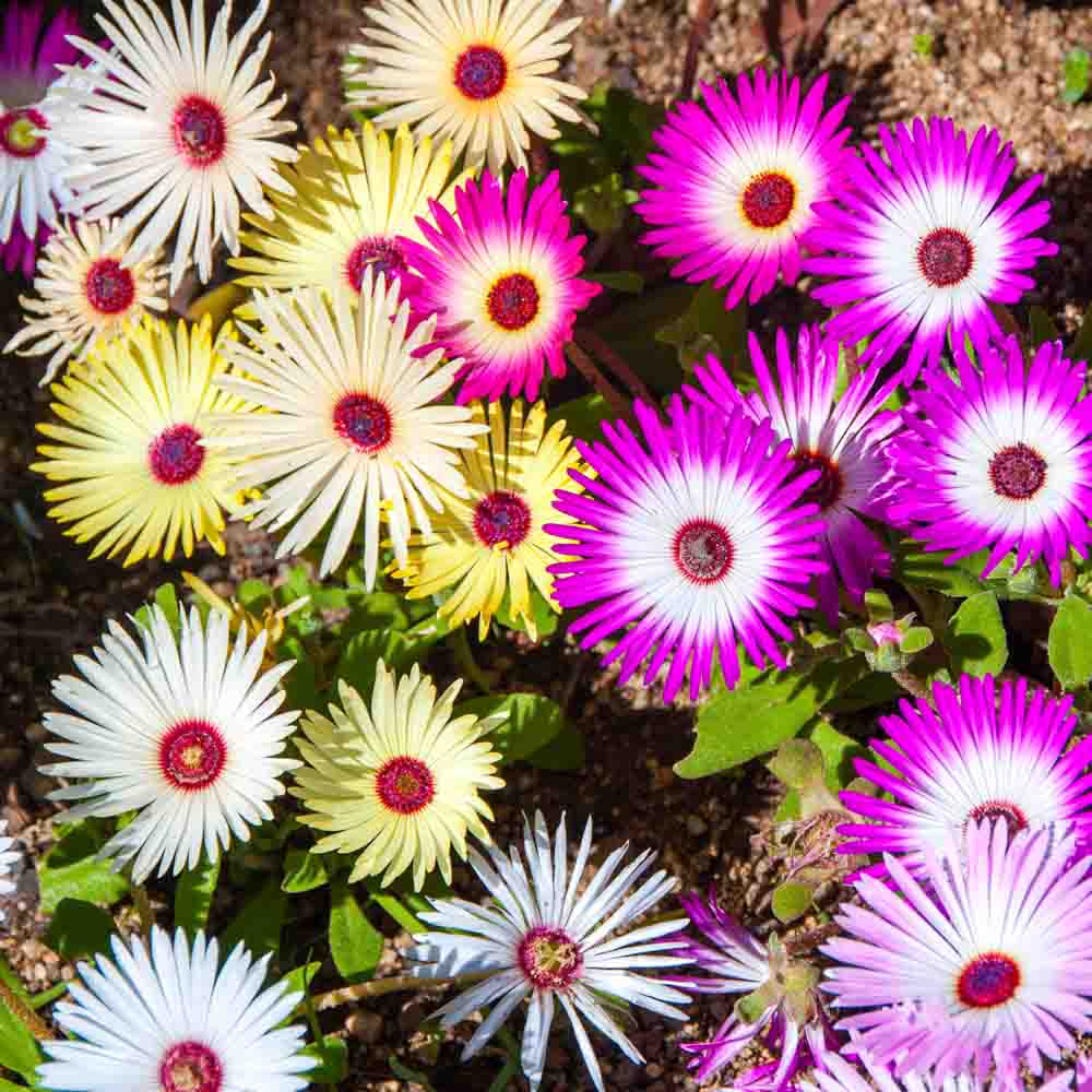 Summer Flower seeds for Planting Bright Blooms, Heirloom & GMO Free Seeds for Home Garden vegetable and garden seeds