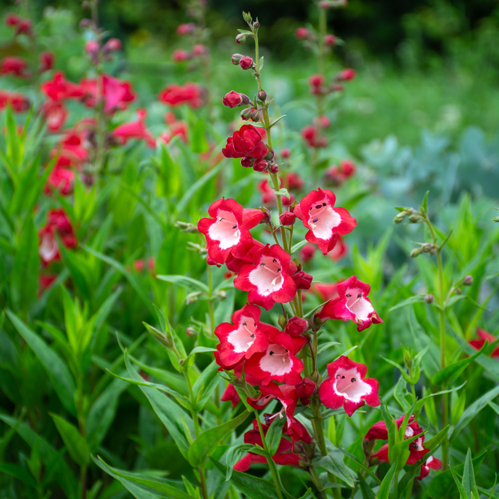 Red Penstemon Flower seeds for Planting Long Bloom Season, Heirloom & GMO Free Seeds for Home Garden vegetable and garden seeds