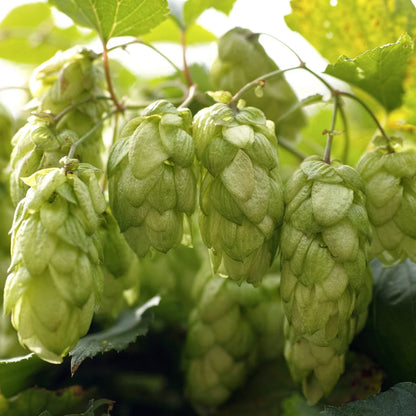 Khaki Green Humulus Lupulus Flower seeds for Planting Fragrant Blossoms Heirloom & GMO Free Seeds for Home Garden 
 
 Sale