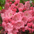 Pink Kalmia Flower seeds for Planting Premium Quality, Heirloom & GMO Free Seeds for Home Garden seeds for planting