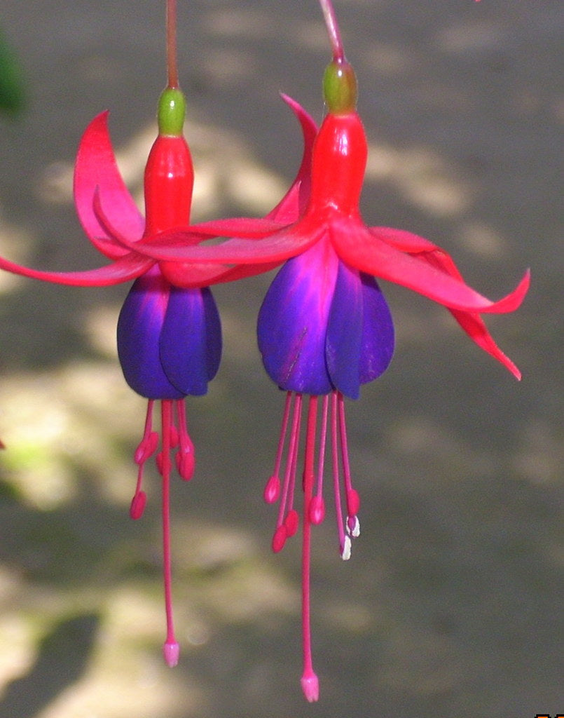 Purple Fuchsia Flower seeds for Planting Easy to Grow, Heirloom & GMO Free Seeds for Home Garden Sale vegetable and garden seeds