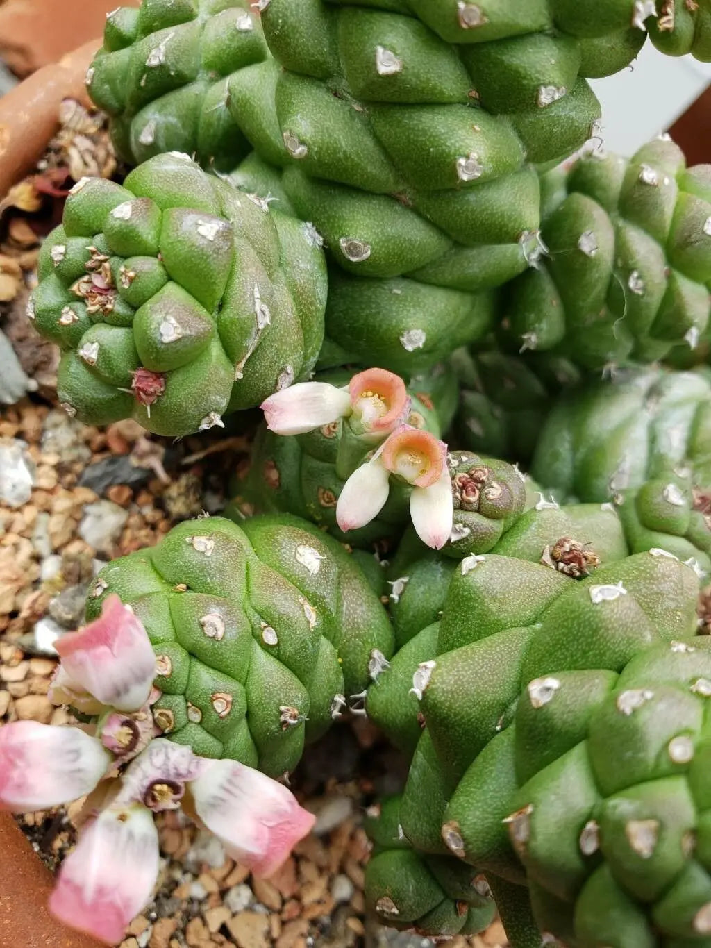 Monadenium Flower seeds for Planting Low Maintenance, Heirloom & GMO Free Seeds for Home Garden vegetable and garden seeds