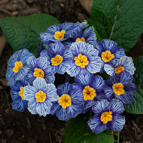 Premium Blue Zebra Primula Flower seeds for Planting Compact Growth, Heirloom & GMO Free Seeds for Home Garden seeds