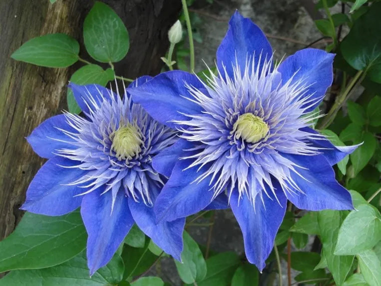 Clematis Hybrida Climbing Flower seeds for Planting Compact Growth Heirloom & GMO Free Seeds for Home Garden
