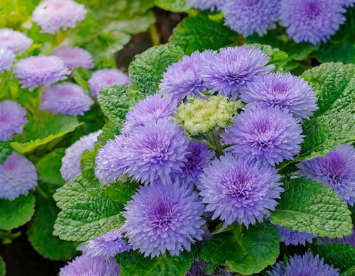Premium Ageratum Flower seeds for Planting Fragrant Blossoms Heirloom & GMO Free Seeds for Home Garden seeds