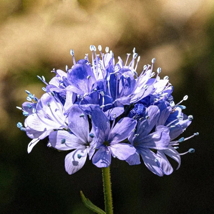 Globe Gilia Flower seeds for Planting Hardy Variety Heirloom & GMO Free Seeds for Home Garden