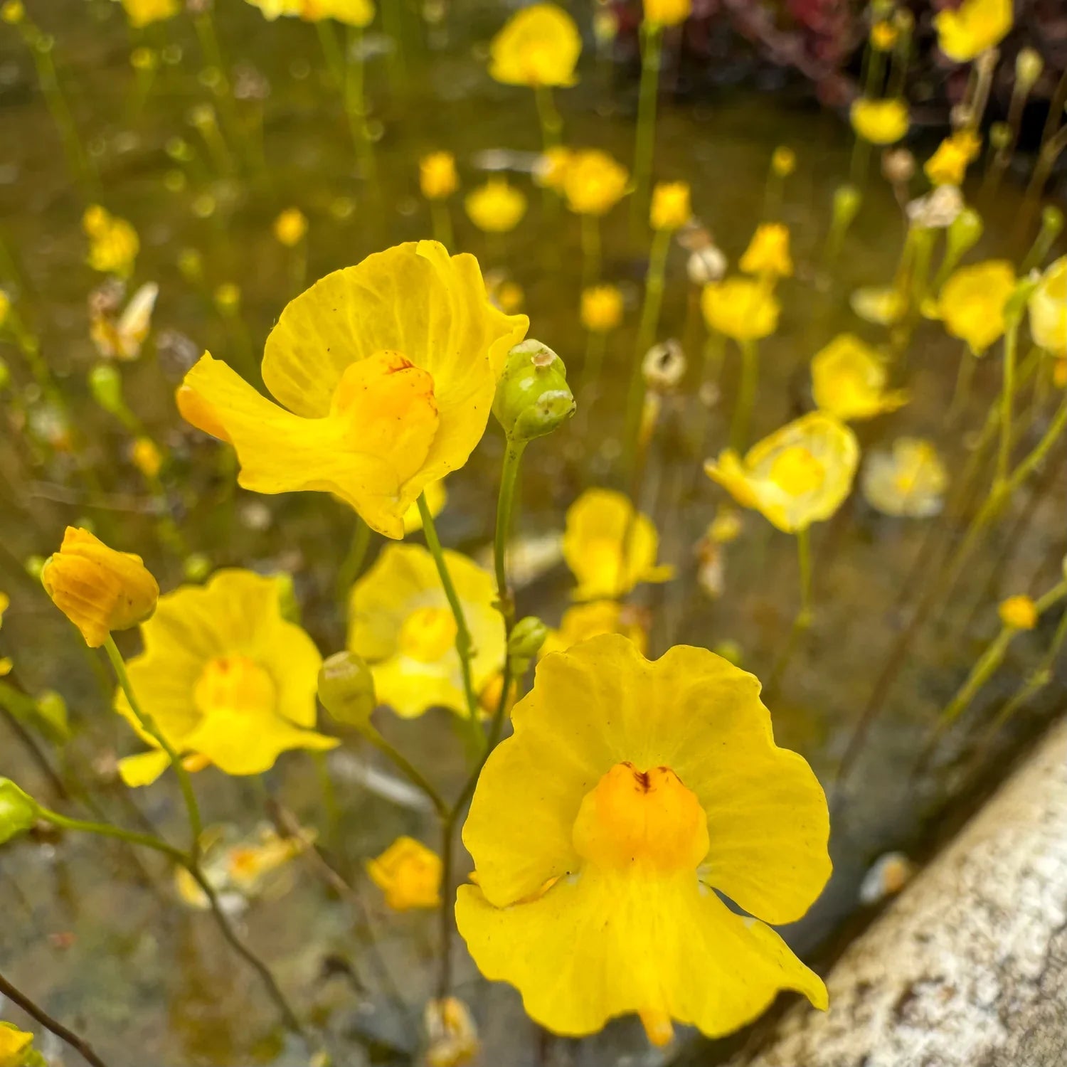 Yellow Utricularia Flower seeds for Planting Easy to Grow, Heirloom & GMO Free Seeds for Home Garden seeds for planting