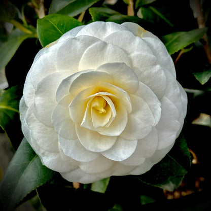 Heirloom Camelia Flower seeds for Planting Sun Loving Heirloom & GMO Free Seeds for Home Garden