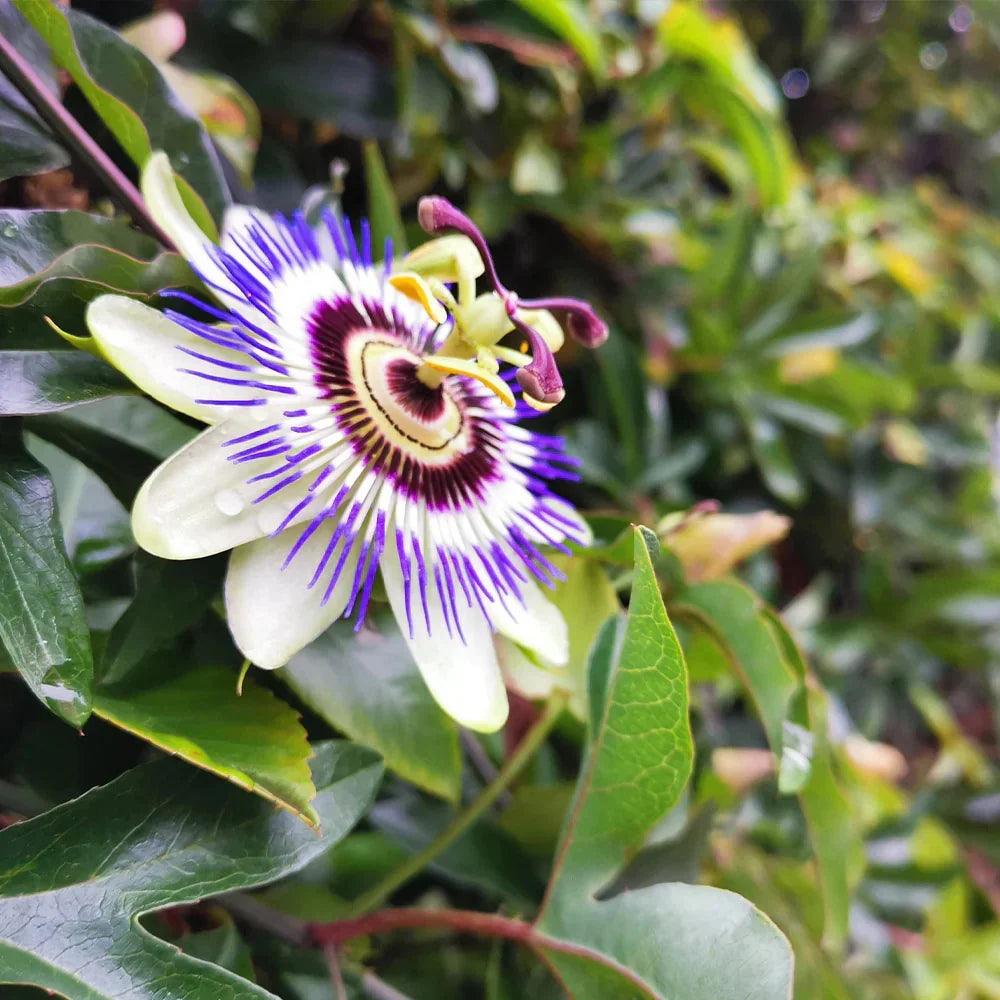 Premium Purple Passiflora Flower seeds for Planting Cut Flower Favorite, Heirloom & GMO Free Seeds for Home Garden seeds