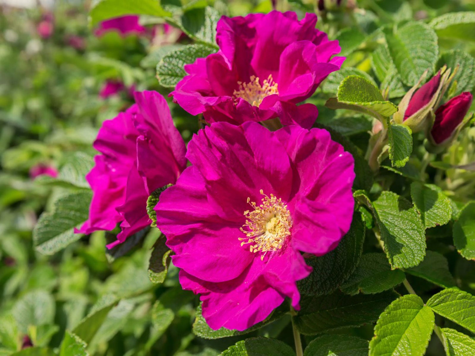 Rosa Rugosa Flower seeds for Planting Low Maintenance, Heirloom & GMO Free Seeds for Home Garden seeds for planting