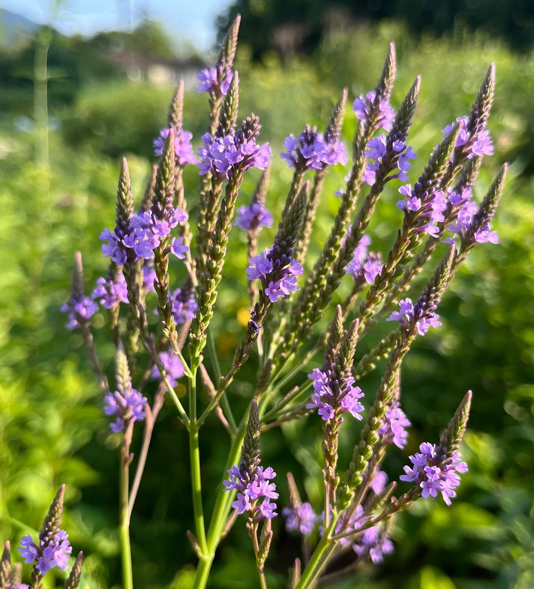 Blue Vervain Flower seeds for Planting Premium Quality, Heirloom & GMO Free Seeds for Home Garden vegetable and garden seeds