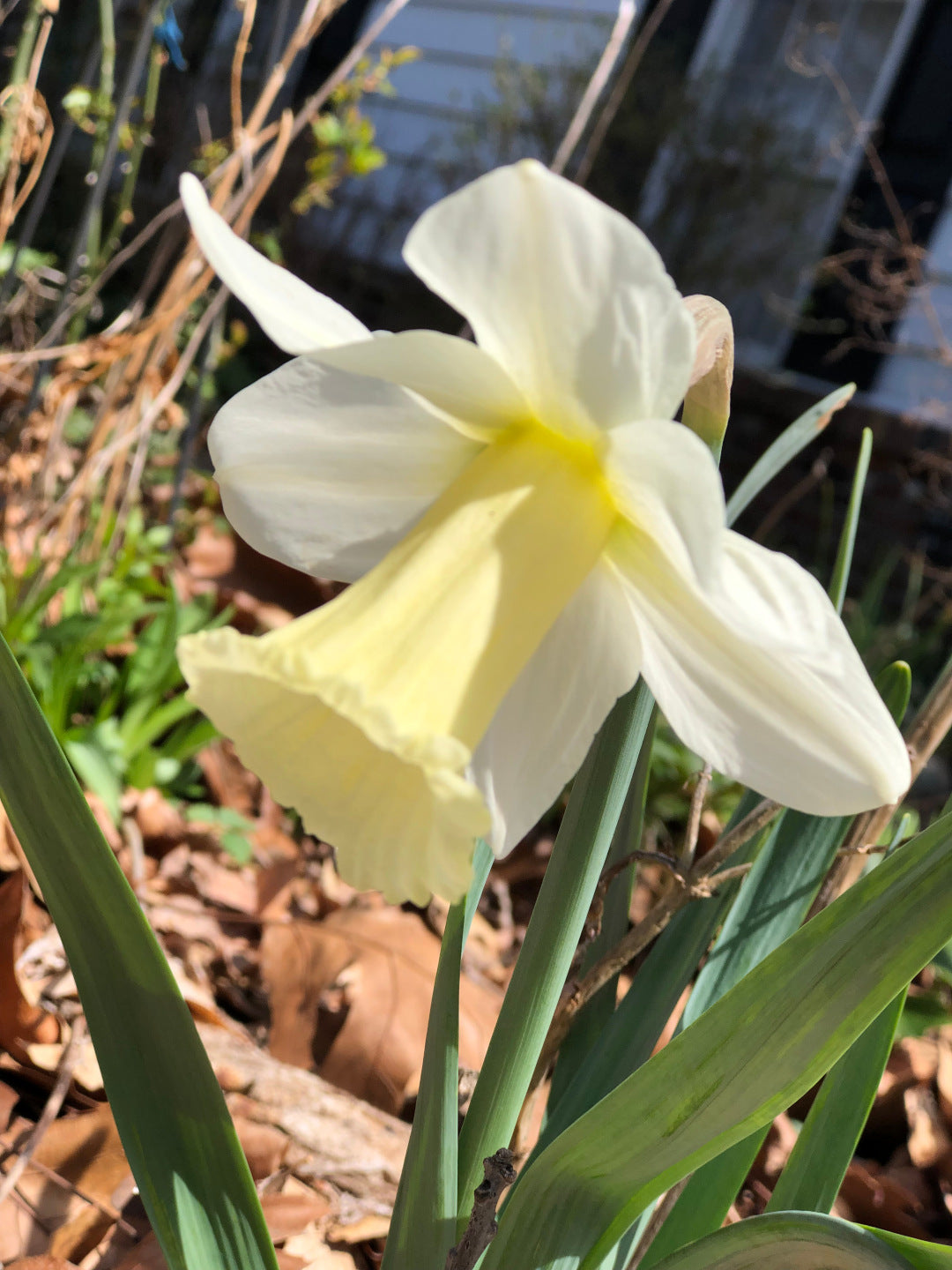 Premium Light Yellow Daffodil Flower seeds for Planting Perfect for Borders, Heirloom & GMO Free Seeds for Home Garden seeds