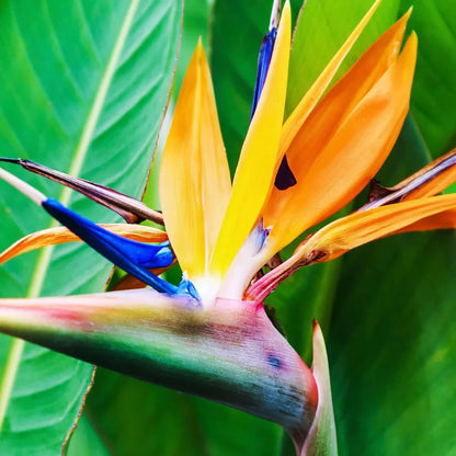 Yellow Strelitzia Reginae Flower seeds for Planting Pollinator Friendly Heirloom & GMO Free Seeds for Home Garden