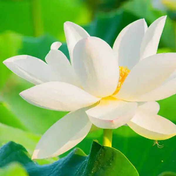 Open Mouth Bonsai Lotus Flower Seeds for Planting – Heirloom, Non-GMO, Easy to Grow, Perennial