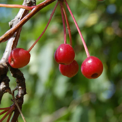 Sargent's Crabapple (Malus sargentii) Apple Seeds
