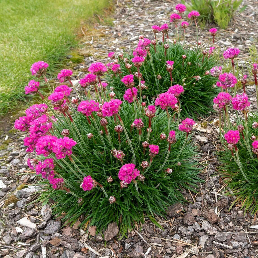 Pink Thrift Joystick Flower seeds for Planting Perfect for Borders, Heirloom & GMO Free Seeds for Home Garden seeds for planting