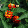 Orange Red Lantana Flower seeds for Planting Pollinator Friendly, Heirloom & GMO Free Seeds for Home Garden seeds for planting