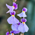 Violet Utricularia Flower seeds for Planting Wildflower Mix, Heirloom & GMO Free Seeds for Home Garden Sale seeds for planting
