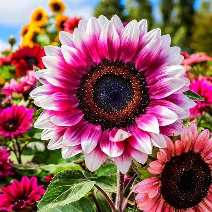 Pink White Sunflower Flower seeds for Planting Cottage Garden Essential, Heirloom & GMO Free Seeds for Home Garden seeds for planting