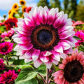 Pink White Sunflower Flower seeds for Planting Cottage Garden Essential, Heirloom & GMO Free Seeds for Home Garden seeds for planting
