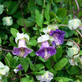 Cup & Saucer Flower seeds for Planting Wildflower Mix Heirloom & GMO Free Seeds for Home Garden seeds for planting