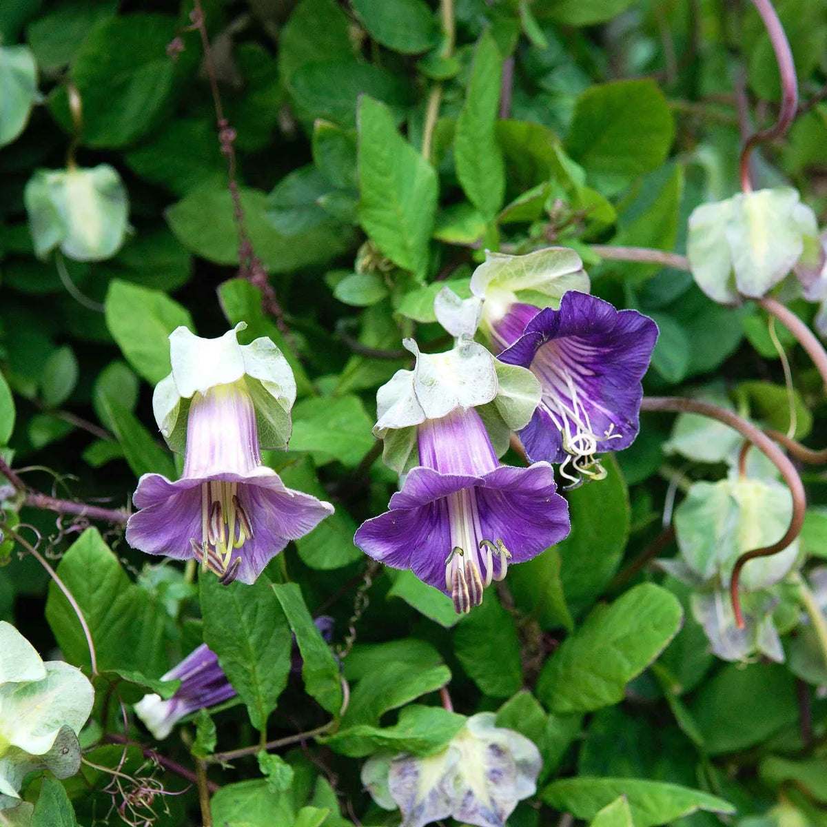 Cup & Saucer Flower seeds for Planting Wildflower Mix Heirloom & GMO Free Seeds for Home Garden seeds for planting