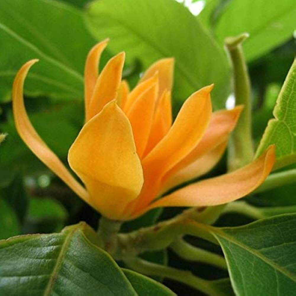 Michelia Flower seeds for Planting Garden Favorite, Heirloom & GMO Free Seeds for Home Garden seeds for planting