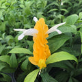 Light Yellow Pachystachys Flower seeds for Planting Seasonal Bloomer, Heirloom & GMO Free Seeds for Home Garden seeds for planting