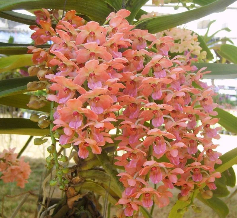 Peach Phalaenopsis Orchid Flower seeds for Planting Seasonal Bloomer, Heirloom & GMO Free Seeds for Home Garden seeds for planting