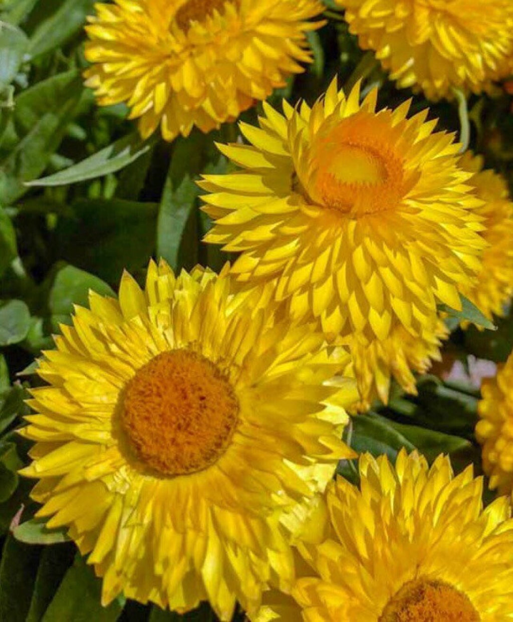 Yellow StrawFlower seeds for Planting Garden Favorite, Heirloom & GMO Free Seeds for Home Garden seeds for planting