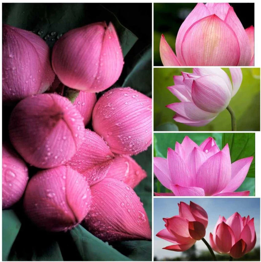 High quality Tulip Light Pink Flower seeds for Planting Garden Favorite, Heirloom & GMO Free Seeds for Home Garden seeds pack