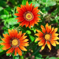 Gray Gazania Flower Seeds for Planting Compact Growth, Heirloom & GMO Free Seeds for Home Garden seeds for planting