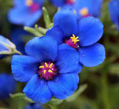 Blue Pimpernel Anagallis Flower seeds for Planting Wildflower Mix, Heirloom & GMO Free Seeds for Home Garden seeds for planting