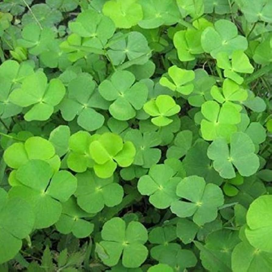 Light Green Clover Flower seeds for Planting Cut Flower Favorite, Heirloom & GMO Free Seeds for Home Garden seeds for planting