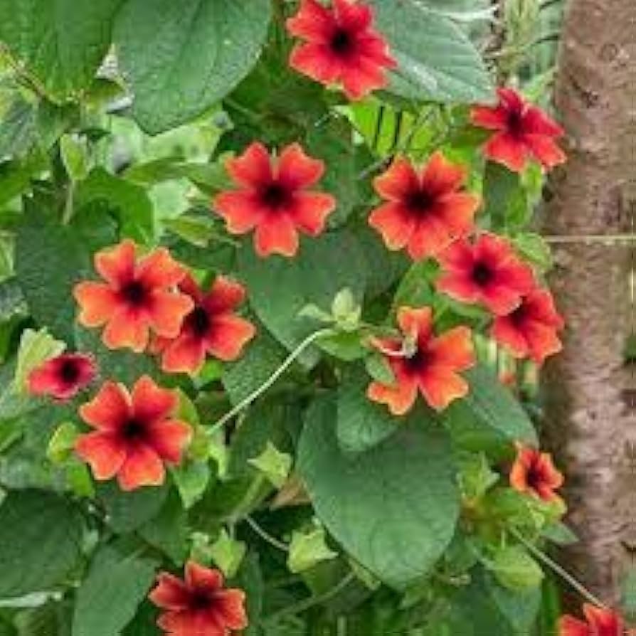 Alata Flower seeds for Planting Drought Tolerant, Heirloom & GMO Free Seeds for Home Garden seeds for planting