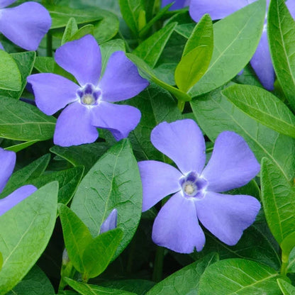 Vinca Minor Flower seeds for Planting - Perfect for Borders, Heirloom & GMO Free Seeds for Home Garden