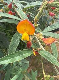 Yellow Cajanus Flower seeds for Planting Garden Favorite, Heirloom & GMO Free Seeds for Home Garden seeds for planting